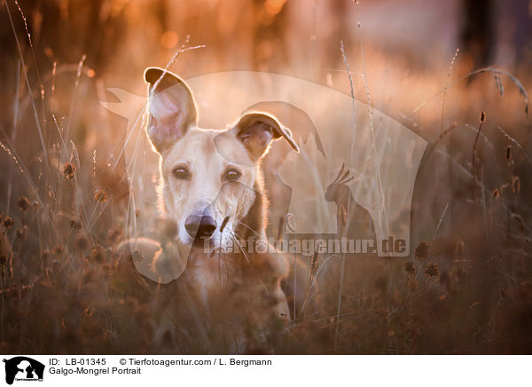 Galgo-Mischling Portrait / Galgo-Mongrel Portrait / LB-01345