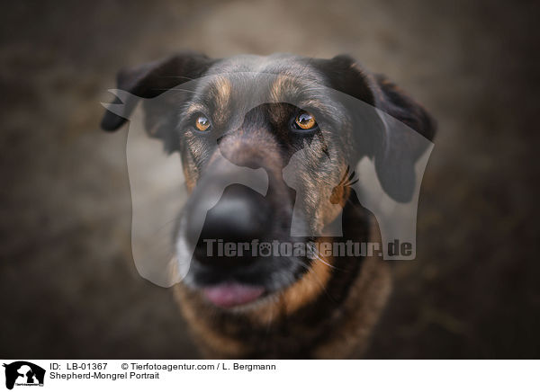 Schferhund-Mischling Portrait / Shepherd-Mongrel Portrait / LB-01367