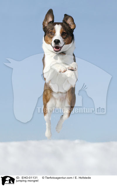springender Mischling / jumping mongrel / EHO-01131