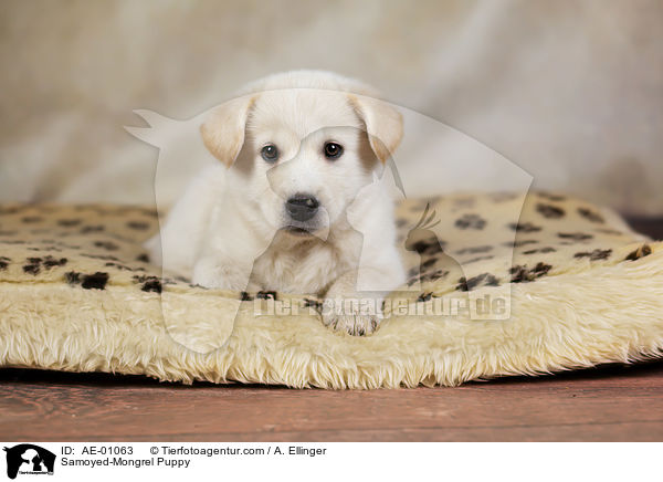 Samojede-Mischling Welpe / Samoyed-Mongrel Puppy / AE-01063