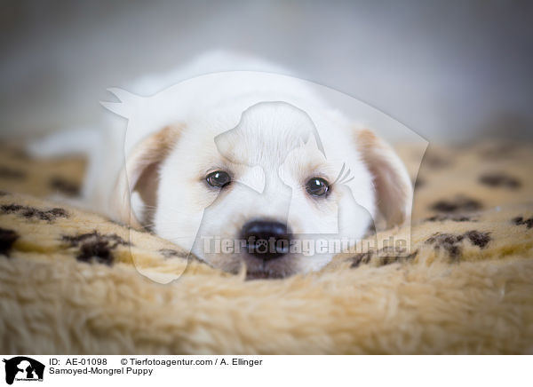 Samojede-Mischling Welpe / Samoyed-Mongrel Puppy / AE-01098