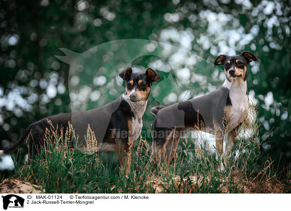 2 Jack-Russell-Terrier-Mischling / 2 Jack-Russell-Terrier-Mongrel / MAK-01124