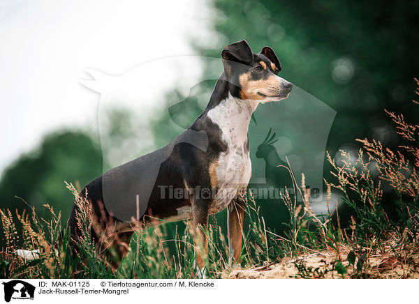 Jack-Russell-Terrier-Mischling / Jack-Russell-Terrier-Mongrel / MAK-01125