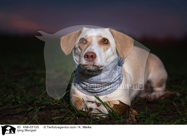 liegender Mischling / lying Mongrel / KMI-05105