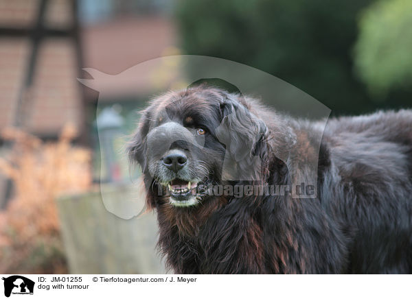 Hund mit Tumor / dog with tumour / JM-01255