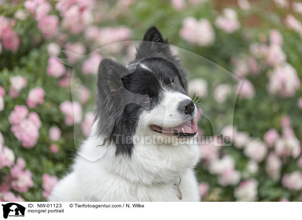 Mischling Portrait / mongrel portrait / NW-01123