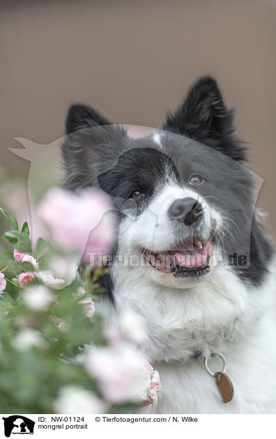 Mischling Portrait / mongrel portrait / NW-01124