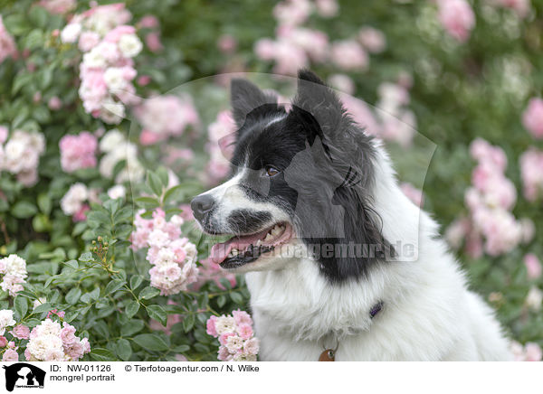 Mischling Portrait / mongrel portrait / NW-01126