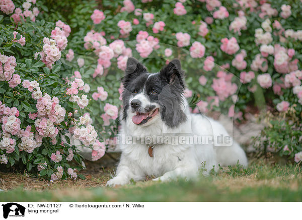 liegender Mischling / lying mongrel / NW-01127