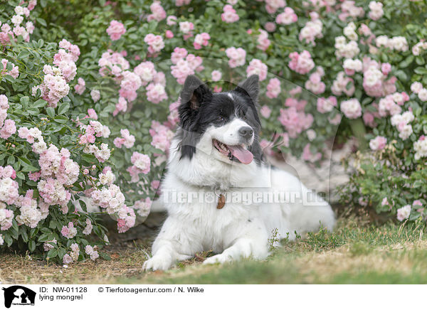 liegender Mischling / lying mongrel / NW-01128