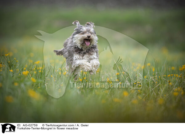 Yorkshire-Terrier-Mischling in Blumenwiese / Yorkshire-Terrier-Mongrel in flower meadow / AG-02759