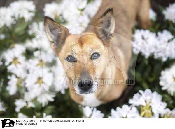 Mischling Portrait / mongrel portrait / AK-01079