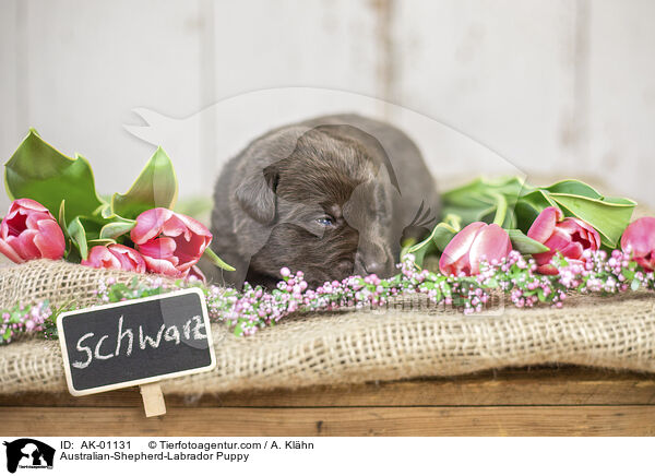 Australian-Shepherd-Labrador Puppy / AK-01131