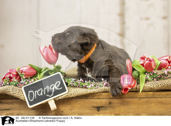 Australian-Shepherd-Labrador Welpe / Australian-Shepherd-Labrador Puppy / AK-01138