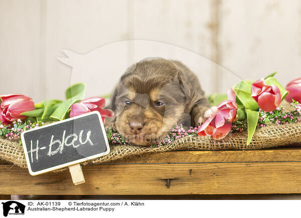 Australian-Shepherd-Labrador Welpe / Australian-Shepherd-Labrador Puppy / AK-01139