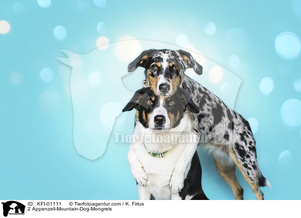 2 Appenzeller-Sennenhund-Mischlinge / 2 Appenzell-Mountain-Dog-Mongrels / KFI-01111