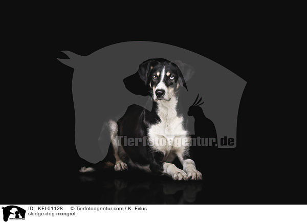 sledge-dog-mongrel / KFI-01128