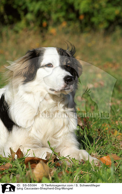 liegender Kaukasischer-Schferhund-Mischling / lying Caucasian-Shepherd-Dog-Mongrel / SS-55084