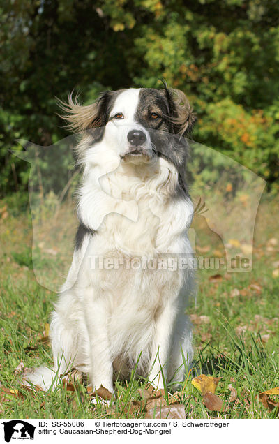 sitzender Kaukasischer-Schferhund-Mischling / sitting Caucasian-Shepherd-Dog-Mongrel / SS-55086