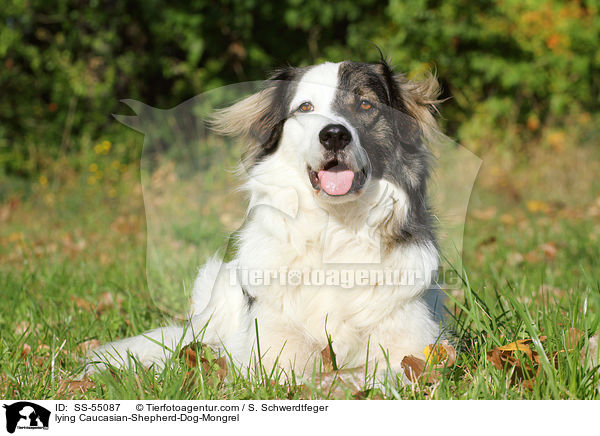 liegender Kaukasischer-Schferhund-Mischling / lying Caucasian-Shepherd-Dog-Mongrel / SS-55087