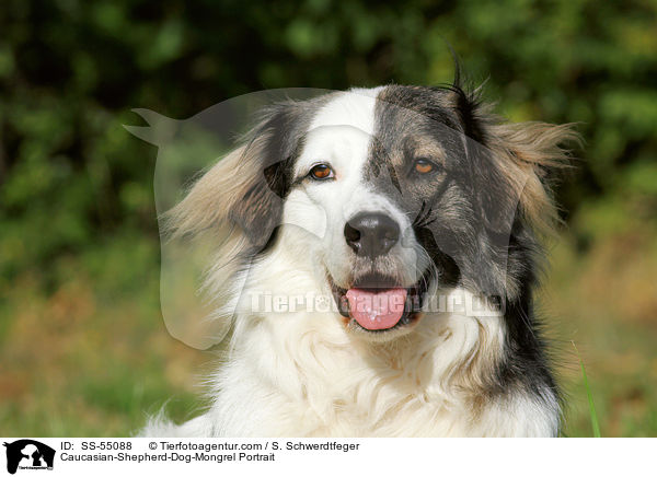 Kaukasischer-Schferhund-Mischling Portrait / Caucasian-Shepherd-Dog-Mongrel Portrait / SS-55088