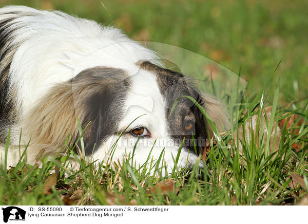 liegender Kaukasischer-Schferhund-Mischling / lying Caucasian-Shepherd-Dog-Mongrel / SS-55090