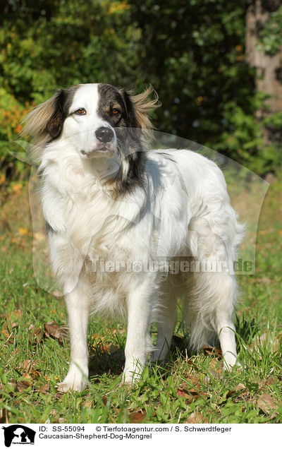 Kaukasischer-Schferhund-Mischling / Caucasian-Shepherd-Dog-Mongrel / SS-55094