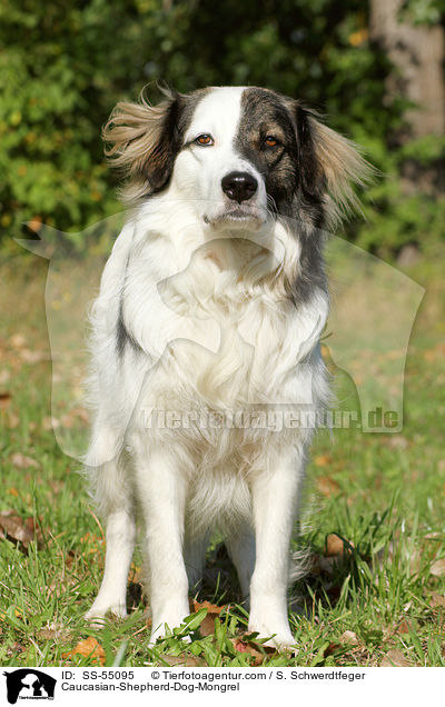 Kaukasischer-Schferhund-Mischling / Caucasian-Shepherd-Dog-Mongrel / SS-55095