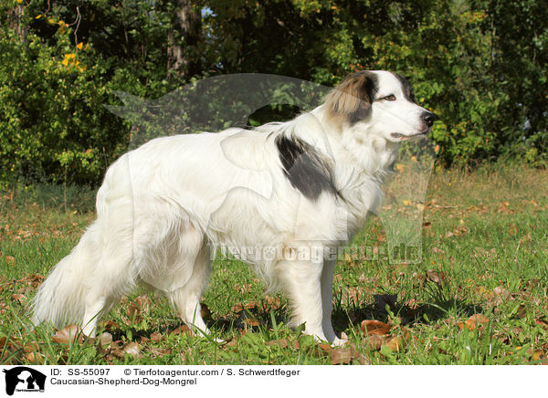 Kaukasischer-Schferhund-Mischling / Caucasian-Shepherd-Dog-Mongrel / SS-55097