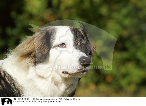 Kaukasischer-Schferhund-Mischling Portrait / Caucasian-Shepherd-Dog-Mongrel Portrait / SS-55098