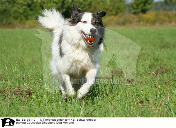 spielender Kaukasischer-Schferhund-Mischling / playing Caucasian-Shepherd-Dog-Mongrel / SS-55112