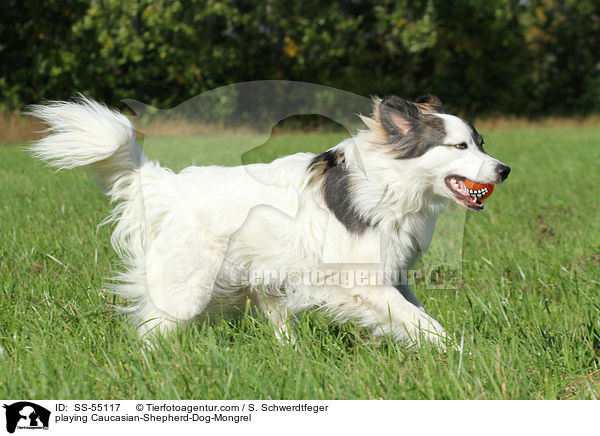 spielender Kaukasischer-Schferhund-Mischling / playing Caucasian-Shepherd-Dog-Mongrel / SS-55117