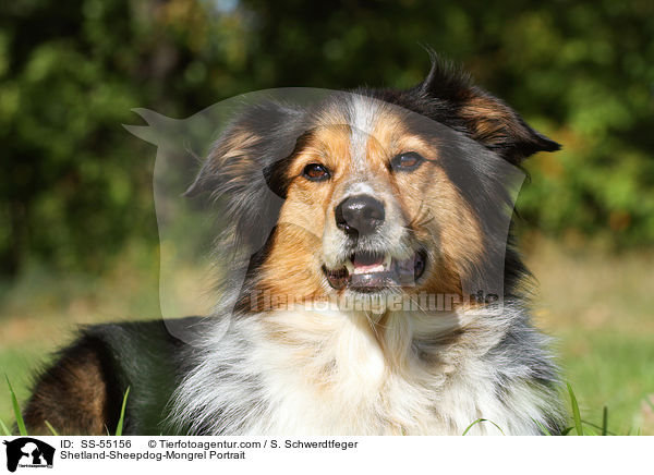 Sheltie-Mischling Portrait / Shetland-Sheepdog-Mongrel Portrait / SS-55156
