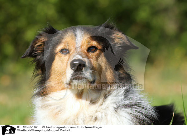 Sheltie-Mischling Portrait / Shetland-Sheepdog-Mongrel Portrait / SS-55162
