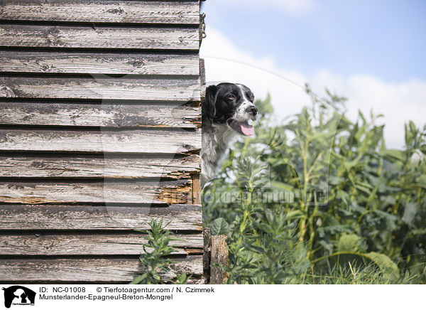 Mnsterlnder-Epagneul-Breton-Mischling / Munsterlander-Epagneul-Breton-Mongrel / NC-01008