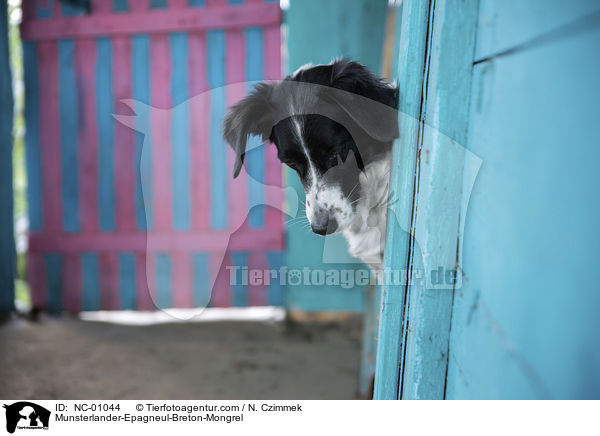 Mnsterlnder-Epagneul-Breton-Mischling / Munsterlander-Epagneul-Breton-Mongrel / NC-01044