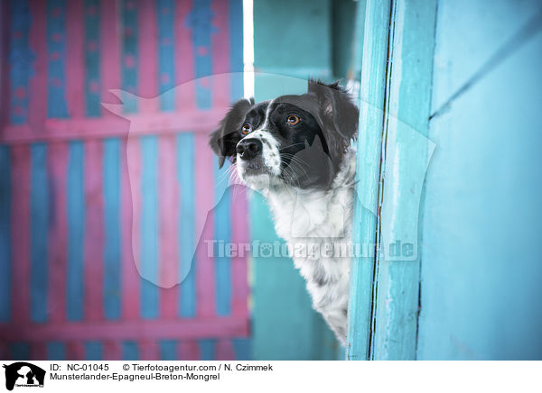 Mnsterlnder-Epagneul-Breton-Mischling / Munsterlander-Epagneul-Breton-Mongrel / NC-01045