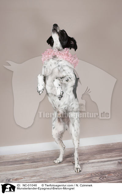 Mnsterlnder-Epagneul-Breton-Mischling / Munsterlander-Epagneul-Breton-Mongrel / NC-01046