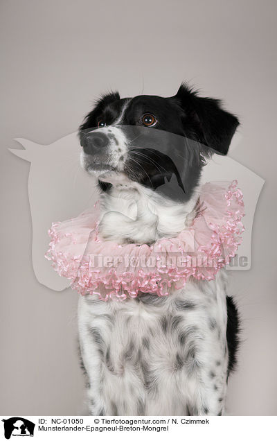 Mnsterlnder-Epagneul-Breton-Mischling / Munsterlander-Epagneul-Breton-Mongrel / NC-01050