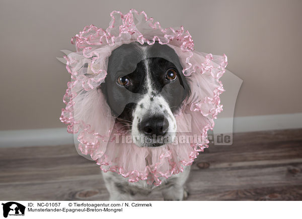 Mnsterlnder-Epagneul-Breton-Mischling / Munsterlander-Epagneul-Breton-Mongrel / NC-01057