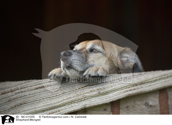 Schferhund-Mischling / Shepherd-Mongrel / NC-01059