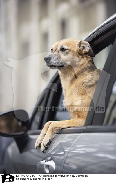 Schferhund-Mischling im Auto / Shepherd-Mongrel in a car / NC-01060