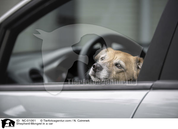 Sch�ferhund-Mischling im Auto / Shepherd-Mongrel in a car / NC-01061