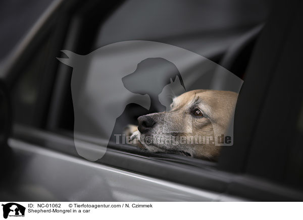 Schferhund-Mischling im Auto / Shepherd-Mongrel in a car / NC-01062