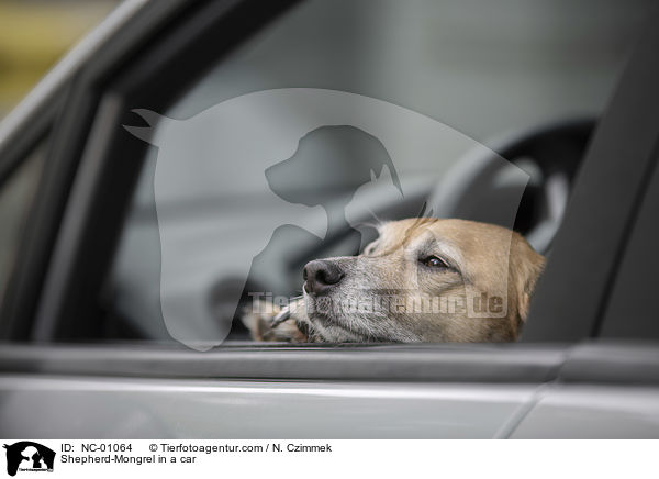 Schferhund-Mischling im Auto / Shepherd-Mongrel in a car / NC-01064