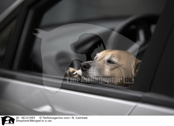 Schferhund-Mischling im Auto / Shepherd-Mongrel in a car / NC-01065