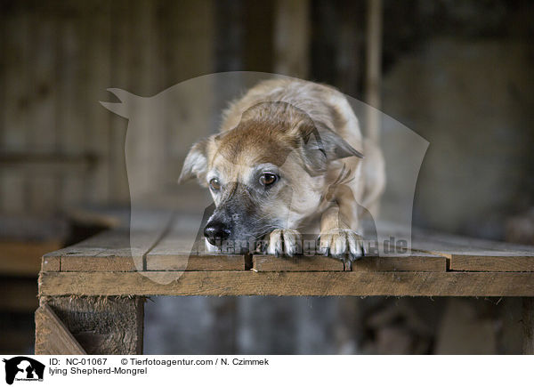 liegender Schferhund-Mischling / lying Shepherd-Mongrel / NC-01067