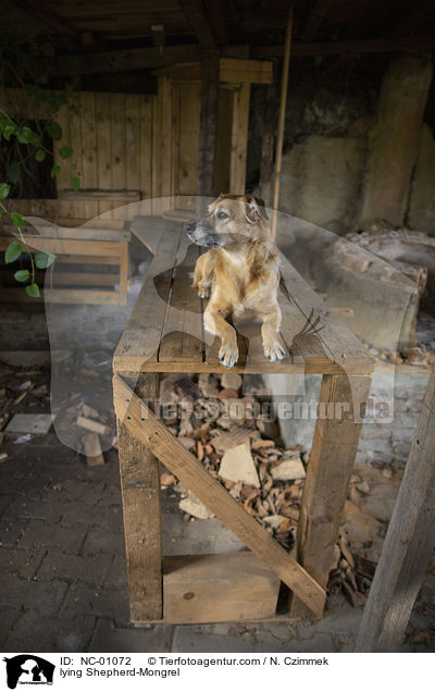 liegender Schferhund-Mischling / lying Shepherd-Mongrel / NC-01072
