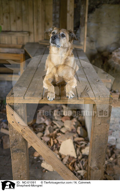 Schferhund-Mischling / Shepherd-Mongrel / NC-01091