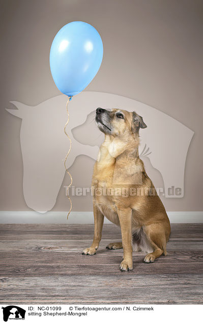 sitzender Schferhund-Mischling / sitting Shepherd-Mongrel / NC-01099